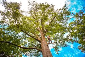 Best Leaf Removal  in Berino, NM