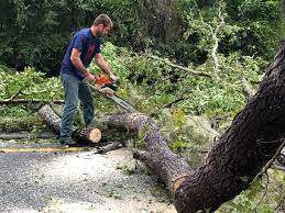 Best Tree and Shrub Care  in Berino, NM