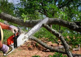 Best Tree Cabling and Bracing  in Berino, NM